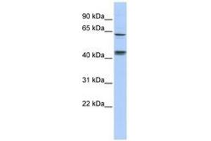 Image no. 1 for anti-Kelch-Like 8 (KLHL8) (C-Term) antibody (ABIN6740604) (KLHL8 Antikörper  (C-Term))
