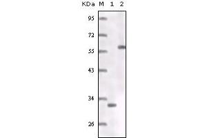 Western blot analysis using ER mouse mAb truncated ER recombinant protein (1) MCF-7 cell lysates (2). (Estrogen Receptor alpha Antikörper)