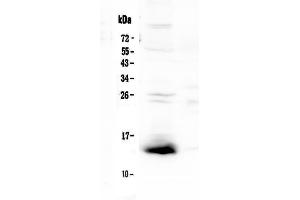 Western blot analysis of TFF2 using anti-TFF2 antibody . (Trefoil Factor 2 Antikörper  (AA 24-129))