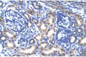 Immunohistochemical staining (Formalin-fixed paraffin-embedded sections) of human kidney with CREB3L2 polyclonal antibody  at 4-8 ug/mL working concentration. (CREB3L2 Antikörper  (N-Term))