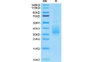 Biotinylated Human LILRB4 Domain 2 on Tris-Bis PAGE under reduced condition.