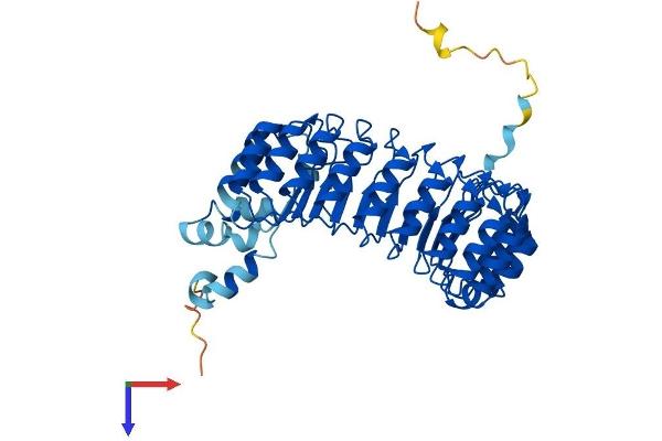 FBXL2 Protein (AA 1-423) (His tag)