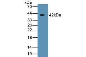 Detection of Recombinant CRYl1, Human using Monoclonal Antibody to Crystallin Lambda 1 (CRYl1) (CRYL1 Antikörper  (AA 1-319))