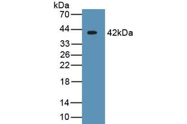 CRYL1 anticorps  (AA 1-319)