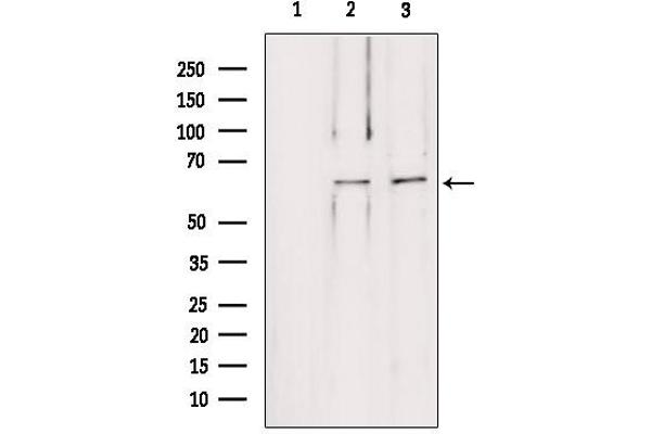 Leiomodin 1 Antikörper  (C-Term)