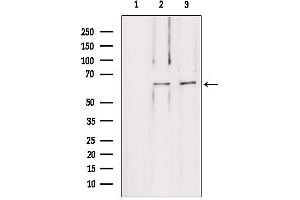 Western blot analysis of extracts from various samples, using LMOD1 antibody. (Leiomodin 1 Antikörper  (C-Term))