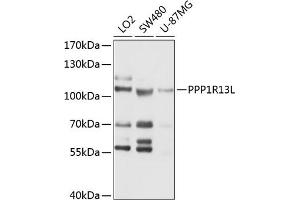 Western blot analysis of extracts of various cell lines, using PPP1R13L antibody (ABIN6131796, ABIN6146063, ABIN6146064 and ABIN6214728) at 1:1000 dilution. (PPP1R13L Antikörper  (AA 589-828))