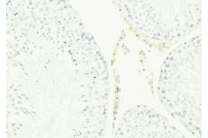 ABIN6276786 at 1/100 staining Mouse testis tissue by IHC-P. (Cathelicidin Antikörper  (Internal Region))