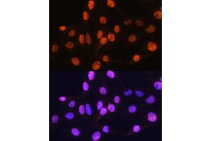 Immunofluorescence analysis of C6 cells using ARX Rabbit pAb (ABIN7265673) at dilution of 1:100. (Arx Antikörper  (C-Term))