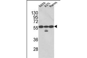 Western blot analysis of PDIA3 Antibody (Center) (ABIN389465 and ABIN2839530) in , , Ramos cell line lysates (35 μg/lane). (PDIA3 Antikörper  (AA 192-220))