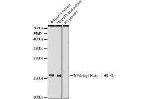 Western blot analysis of extracts of various cell lines, using TriMethyl-Histone H3-K64 antibody (ABIN7267701) at 1:1000 dilution.