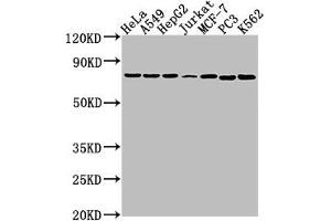 Western Blot Positive WB detected in: Hela whole cell lysate, A549 whole cell lysate, HepG2 whole cell lysate, Jurkat whole cell lysate, MCF-7 whole cell lysate, PC3 whole cell lysate, K562 whole cell lysate All lanes: HSPA1B antibody at 1:2000 Secondary Goat polyclonal to rabbit IgG at 1/50000 dilution Predicted band size: 71 kDa Observed band size: 71 kDa (HSPA1B Antikörper  (AA 418-641))