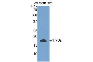 Western Blotting (WB) image for anti-Relaxin 3 (RLN3) (AA 1-140) antibody (ABIN3204236) (Relaxin 3 Antikörper  (AA 1-140))