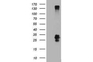 Image no. 2 for anti-CD99 (CD99) antibody (ABIN1497386) (CD99 Antikörper)