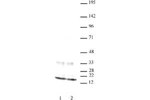 Histone H3 antibody (mAb) tested by Western blot. (Histone 3 Antikörper  (N-Term))