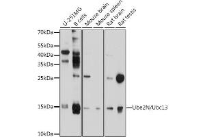 Western blot analysis of extracts of various cell lines, using Ube2N/Ubc13 antibody (ABIN6130749, ABIN6149812, ABIN6149813 and ABIN6214828) at 1:1000 dilution. (UBE2N Antikörper  (AA 1-152))