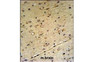 S39A3 Antibody (Center) (ABIN653154 and ABIN2842722) IHC analysis in formalin fixed and paraffin embedded mouse brain tissue followed by peroxidase conjugation of the secondary antibody and DAB staining. (SLC39A3 Antikörper  (AA 106-134))