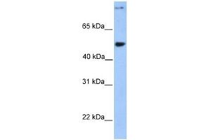 CCDC50 antibody used at 1 ug/ml to detect target protein. (CCDC50 Antikörper  (Middle Region))