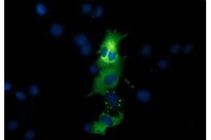 Anti-QPRT mouse monoclonal antibody (ABIN2453566) immunofluorescent staining of COS7 cells transiently transfected by pCMV6-ENTRY QPRT (RC202960). (QPRT Antikörper)