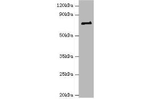 Western blot All lanes: HNRNPM antibody at 2 μg/mL + NIH/3T3 whole cell lysate Secondary Goat polyclonal to rabbit IgG at 1/10000 dilution Predicted band size: 78, 74 kDa Observed band size: 78 kDa