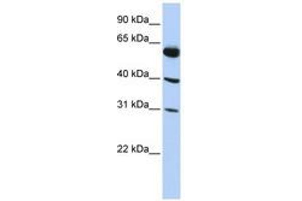 LYSMD4 Antikörper  (AA 35-84)