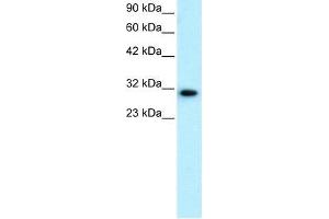Human HepG2; WB Suggested Anti-DBP Antibody Titration: 0. (DBP Antikörper  (N-Term))