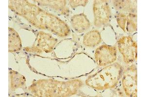 Immunohistochemistry of paraffin-embedded human kidney tissue using ABIN7144423 at dilution of 1:100 (Apolipoprotein D Antikörper  (AA 21-189))