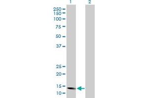 Western Blot analysis of ID2 expression in transfected 293T cell line by ID2 MaxPab polyclonal antibody. (Id2 Antikörper  (AA 1-134))