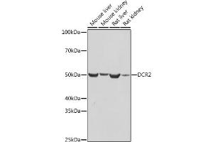 Western blot analysis of extracts of various cell lines, using DCR2 antibody (ABIN7271063) at 1:1000 dilution. (DcR2 Antikörper)