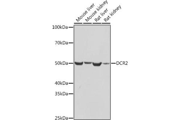 DcR2 antibody