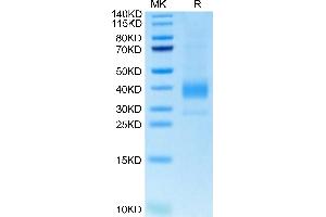 SDS-PAGE (SDS) image for Sialic Acid Binding Ig-Like Lectin 15 (SIGLEC15) (AA 60-322) protein (His-Avi Tag,Biotin) (ABIN7275585)