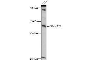 Western blot analysis of extracts of LO2 cells, using NMN antibody (ABIN7268909) at 1:1000 dilution. (NMNAT1 Antikörper  (AA 1-150))