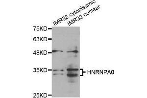 Western Blotting (WB) image for anti-Heterogeneous Nuclear Ribonucleoprotein A0 (HNRNPA0) antibody (ABIN1877058) (HNRNPA0 Antikörper)