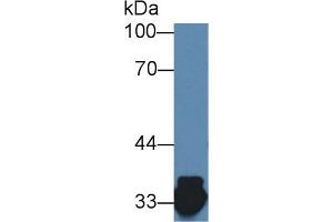 Detection of HADH in Porcine Kidney lysate using Polyclonal Antibody to Hydroxyacyl Coenzyme A Dehydrogenase (HADH) (HADH Antikörper  (AA 1-236))