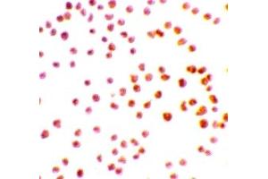 Immunohistochemistry (IHC) image for anti-serine/threonine Kinase 17a (STK17A) (N-Term) antibody (ABIN1031360) (STK17A Antikörper  (N-Term))