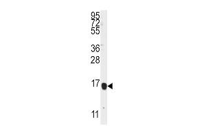 Western blot analysis of anti-ALOX5 Antibody (Center) 7897c in K562 cell line lysates (35 μg/lane). (ALOX5AP Antikörper  (AA 86-117))