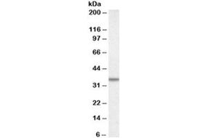 Western blot testing of A431 lysate with Annexin A2 antibody at 0. (Calretinin Antikörper)