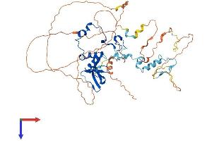 CNOT2 Protein (AA 1-540) (His tag)