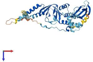PRKAR1A Protein (AA 1-381) (His tag)