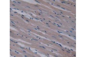 Used in DAB staining on fromalin fixed paraffin- embedded Kidney tissue (Ninein Antikörper  (AA 1-153))