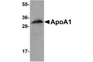 Western blot analysis of ApoA1 in human liver tissue lysate with AP30068PU-N ApoA1 antibody at 1 μg/ml. (APOA1 Antikörper  (N-Term))