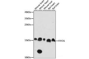 Western blot analysis of extracts of various cell lines using FXYD1 Polyclonal Antibody at dilution of 1:1000. (FXYD1 Antikörper)