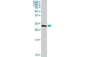Western Blotting (WB) image for anti-Transcription Elongation Factor A (SII) N-Terminal and Central Domain Containing 2 (TCEANC2) (AA 1-208) antibody (ABIN530587)