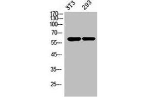 Western Blot analysis of NIH-3T3, 293 cells using Stra8 Polyclonal Antibody. (STRA8 Antikörper  (Internal Region))