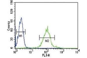 IRF8 antibody flow cytometric analysis of HL-60 cells (green) compared to a negative control (blue). (IRF8 Antikörper  (AA 384-409))