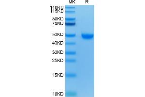 Human Nectin-2 on Tris-Bis PAGE under reduced condition. (PVRL2 Protein (AA 32-360) (His-Avi Tag))