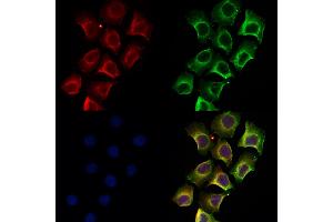 ABIN6258272 and ABIN6274405 staining Hela by IF/ICC. (MARK2 Antikörper  (Internal Region))