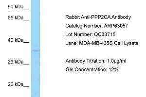 Western Blotting (WB) image for anti-Protein Phosphatase 2, Catalytic Subunit, alpha Isozyme (PPP2CA) (N-Term) antibody (ABIN971452) (PPP2CA Antikörper  (N-Term))