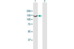Western Blotting (WB) image for anti-Heat Shock 70kDa Protein 4 (HSPA4) (AA 1-840) antibody (ABIN950008)