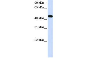 Western Blotting (WB) image for anti-Makorin Ring Finger Protein 2 (MKRN2) antibody (ABIN2458712) (MKRN2 Antikörper)